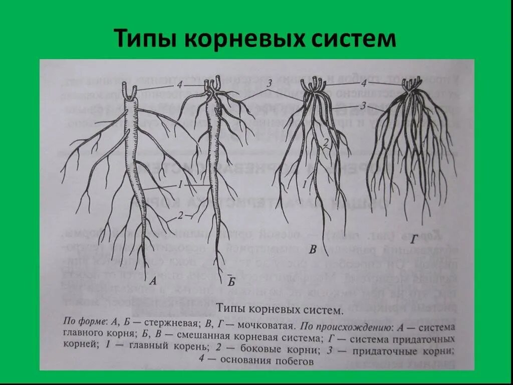 Корневая система растений образованы. Типы корневых систем рисунок. Типы корневых систем у растений. Типы корневых систем схема. Корневые системы типы 6 класс мочковатая.
