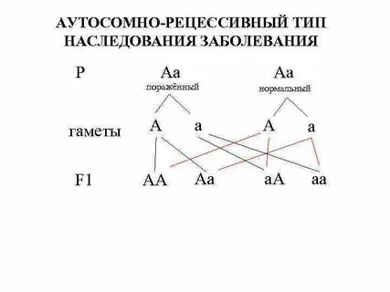 Праворукость у человека аутосомный доминантный