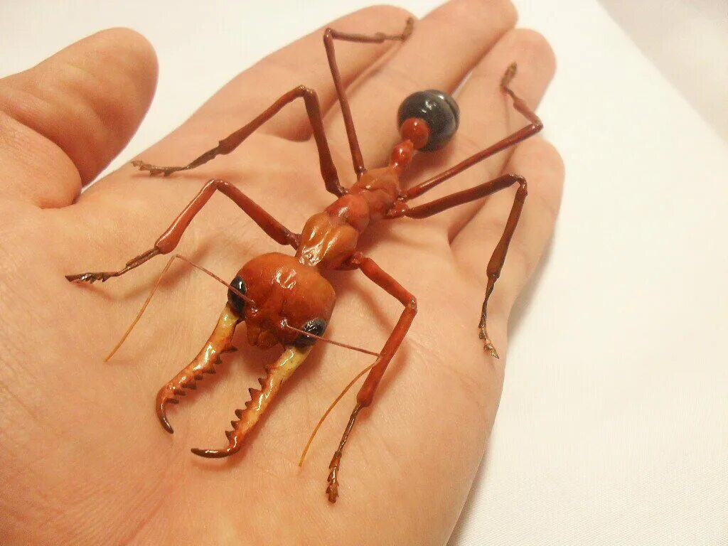 Красный муравей-бульдог. Муравьи мирмеции. Австралийский муравей бульдог. Муравей бульдог матка.