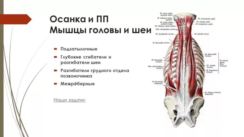 Мышцы в шейном отделе. Длинные разгибатели шеи анатомия. мышцы сгибатели и разгибатели позвоночника. разгибатели шеи мышцы анатомия.