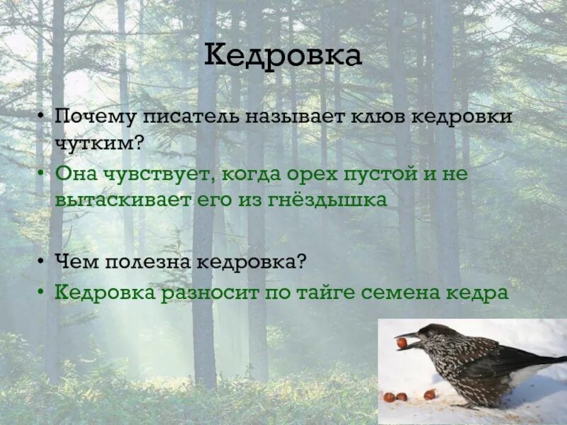 Почему птицу назвали кедровка. Сообщение о Кедровке. Птицы Васюткино озеро. Кедровка птица почему так называется.