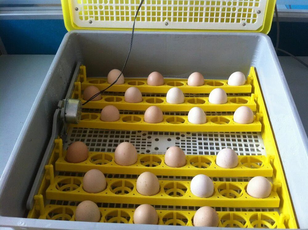Купить яйца для инкубатора курей. Инкубатор Несушка Утиные яйца. Инкубатор Несушка 104 закладка куриных яиц. Куриные яйца в инкубаторе. Инкубатор с яйцами и цыплятами.