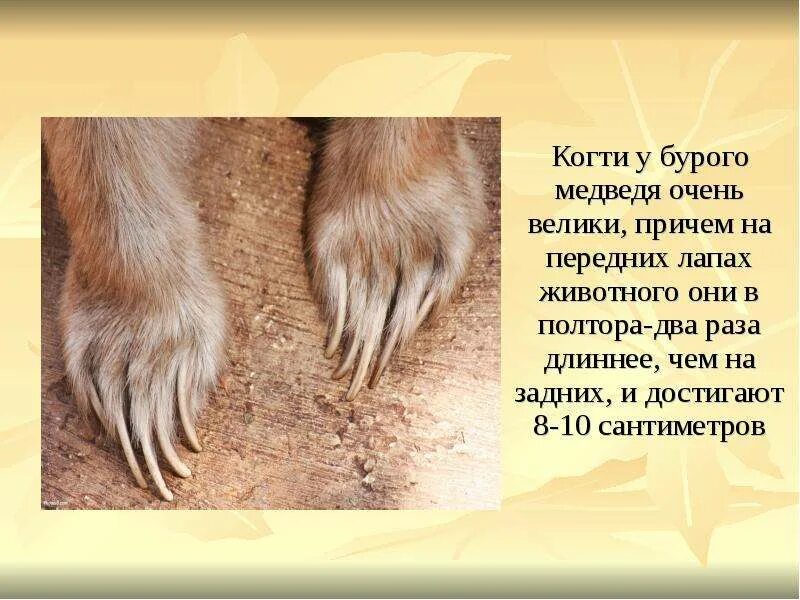 Лапы бурого. Длина когтей бурого медведя.
