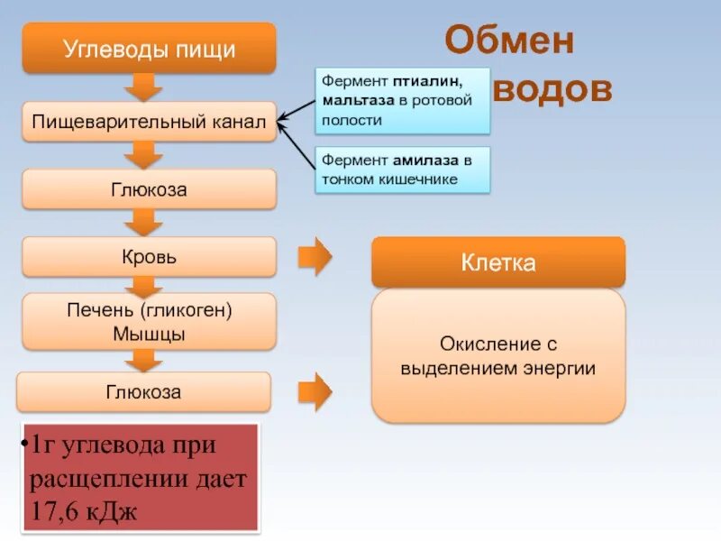 Углеводы под действием ферментов расщепляются до. Углеводов расщепляющие бактерии. Углеводы под действием ферментов расщепляются до. Схема расщепления углеводов. Фермент амилаза расщепляет.