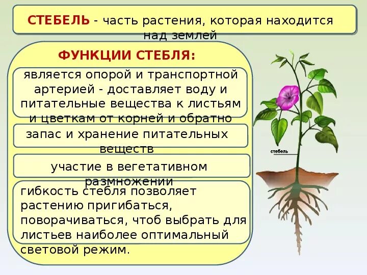 Стебель функции. Функция главной оси стебля. Стеблевые части цветка. Функции стебля. Функции корня стебля листа и цветка.