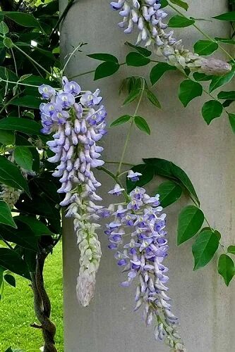 Spring Hill Nurseries Purple Flowering Perennial Vine Blue Moon Reblooming Wiste