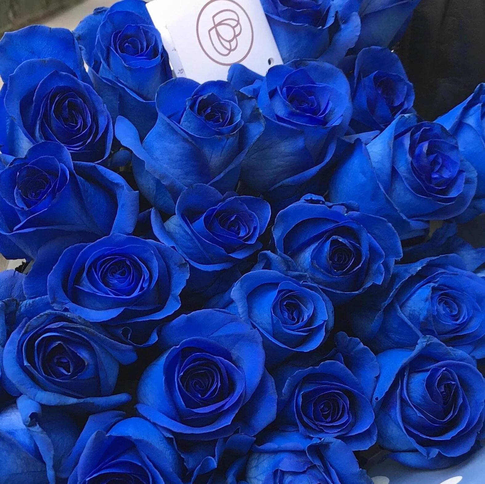 Где есть синий. Роза Венделла синяя. Голубая Перинея роза. Роза синяя Вендела букет. Синие кустовые розы.