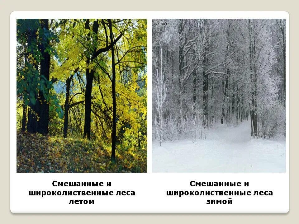 Климат смешанных и широколиственных. Смешанные и широколиственные леса климат в россии. смешанный и широколиственный лес климат. климат смешанных и широколиственных лесов зимой и летом. зона смешанных и широколиственных лесов климат.
