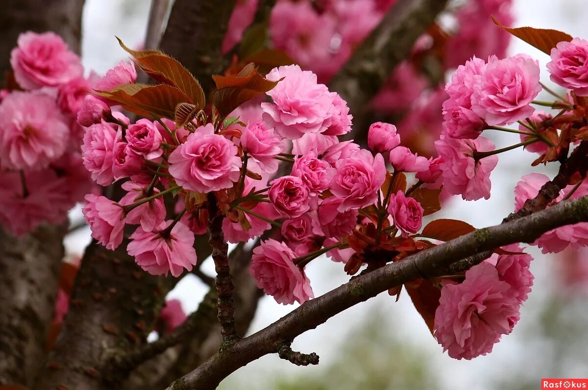 испанский художник хуан фортуни. счастливая женщина. весеннего очарования открытка. очарование весны. девушка в весеннем саду.