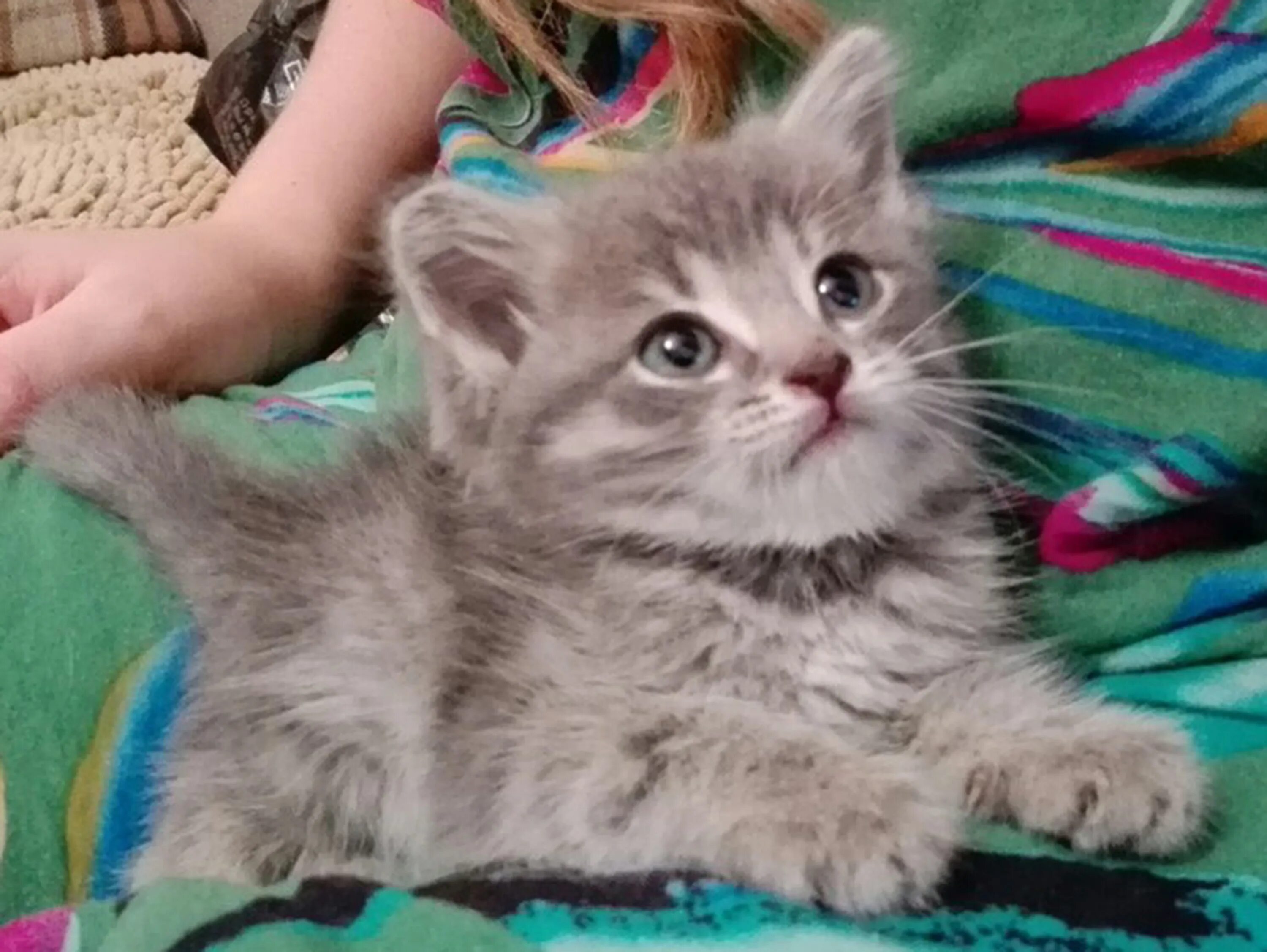 Авито абакан кошки. Котята абакан. кошки в абакане. котята в абакане в добрые руки. отдам в хорошие руки домашних питомцев в маслянино.