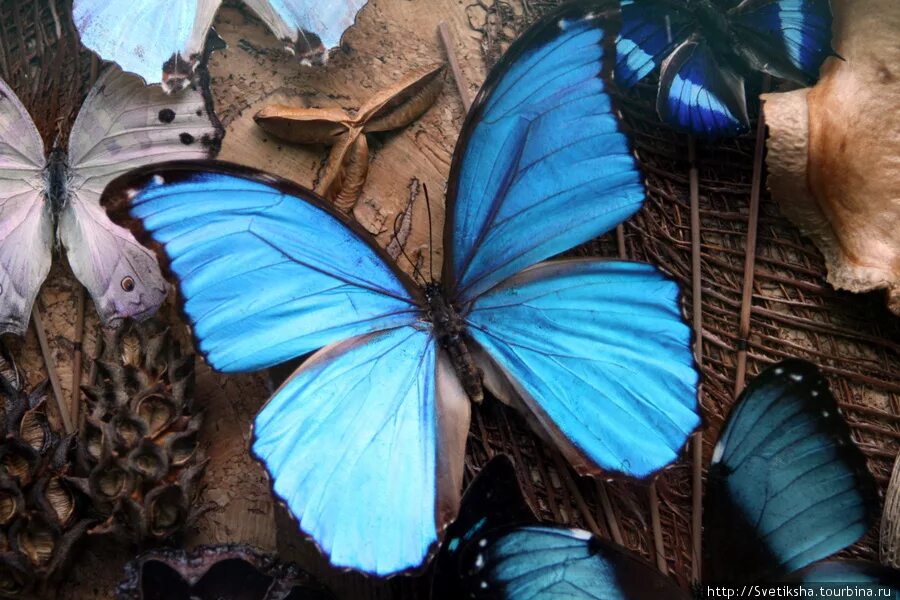 планета бабочек