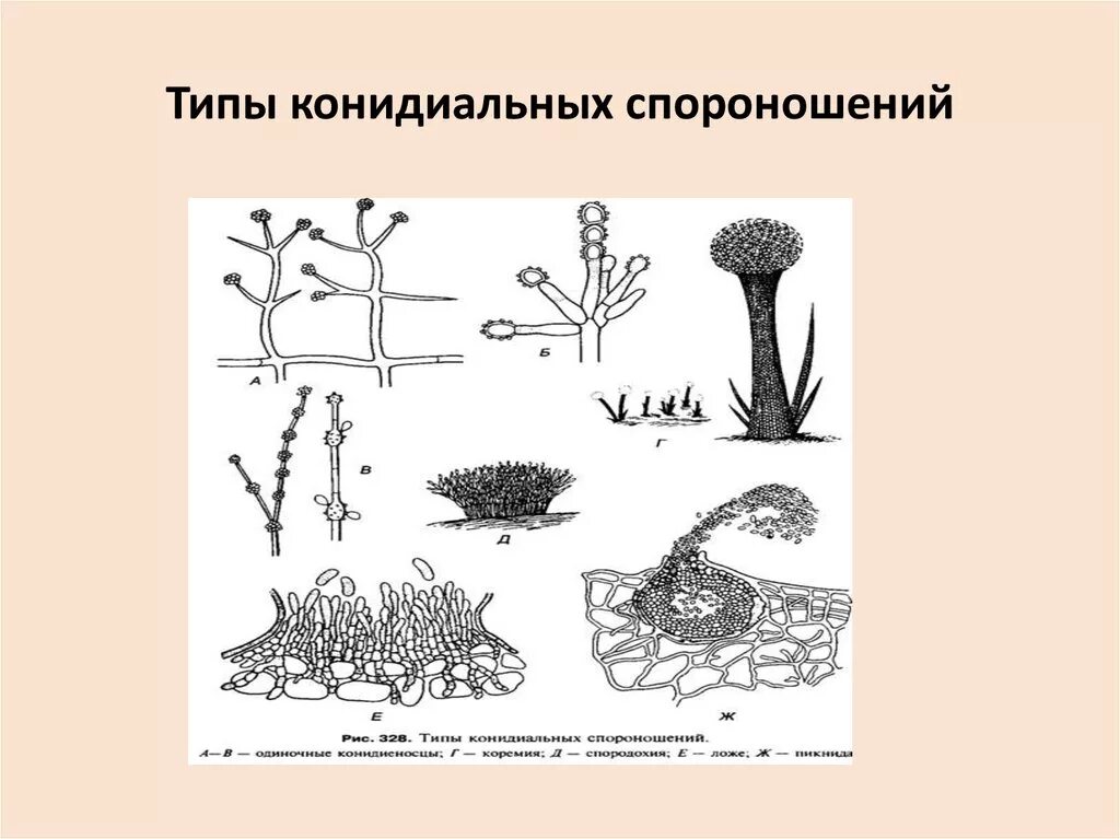 Коннедиальеое спороноше. Типы конидиального спороношения. Типы спороношение. Конидиальное спороношение характерно для. Диффузное размножение