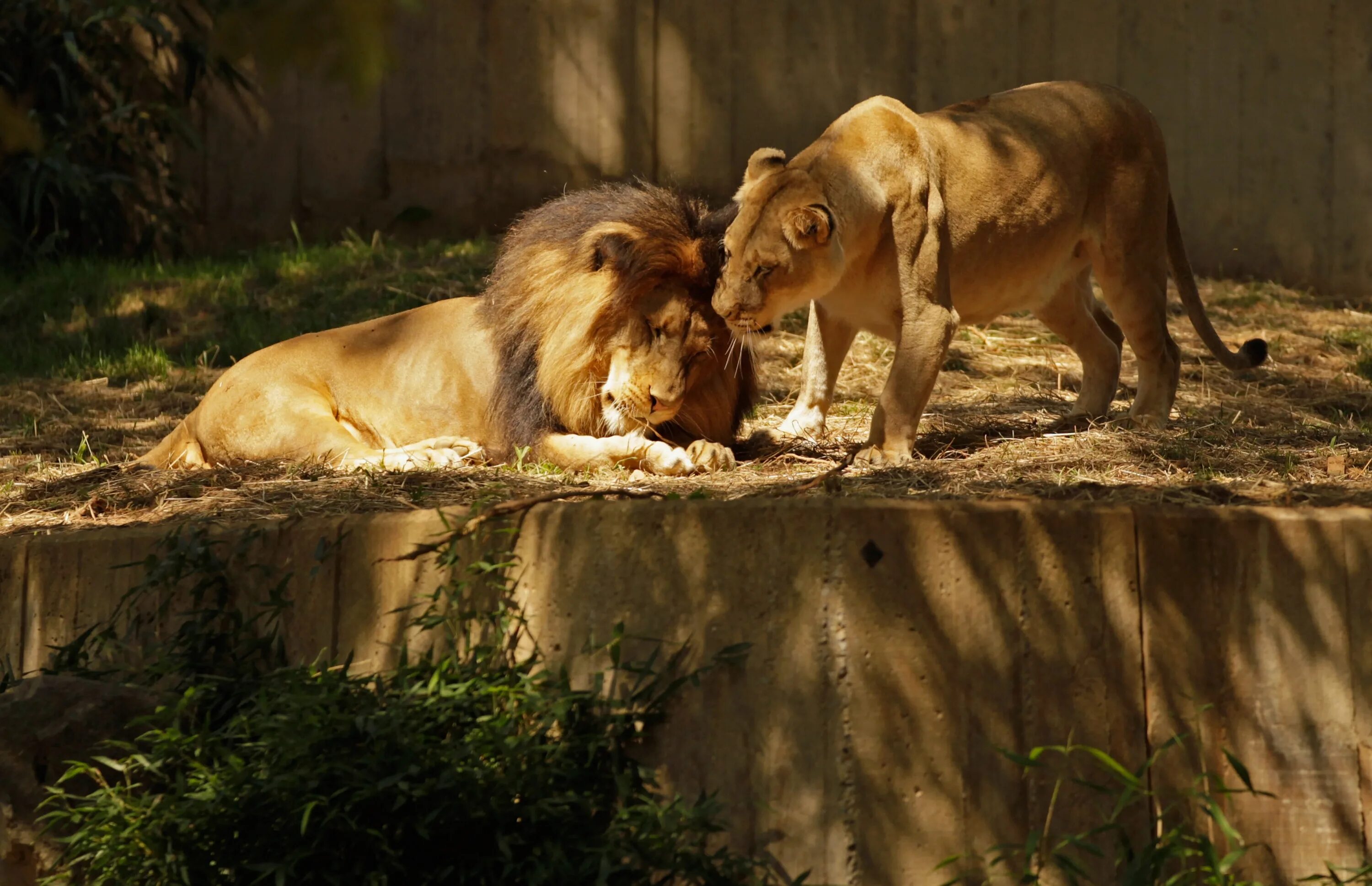 Спаривание Львов в зоопарке. Кубинский национальный зоопарк. Хайвонот. Тигры и львы в зоопарке.