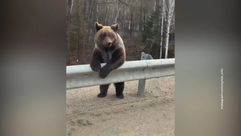 Проголодавшегося медведя запрут бывало