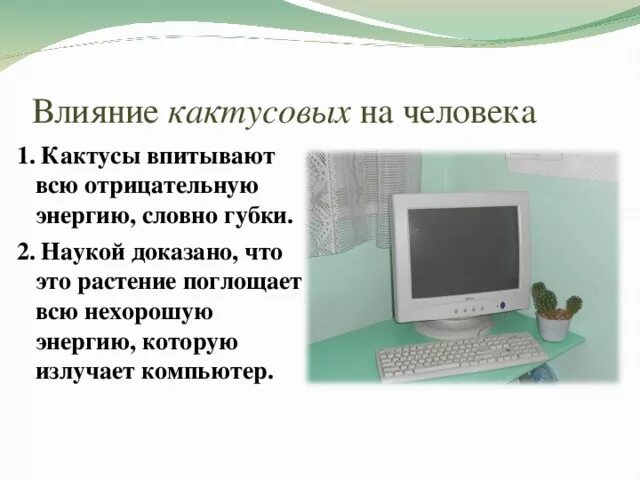 Кактус поглощает излучение. Кактус защищает от вредного излучения компьютера. кактусы поглощают излучения от компьютера. кактус от радиации. кактус польза для человека.