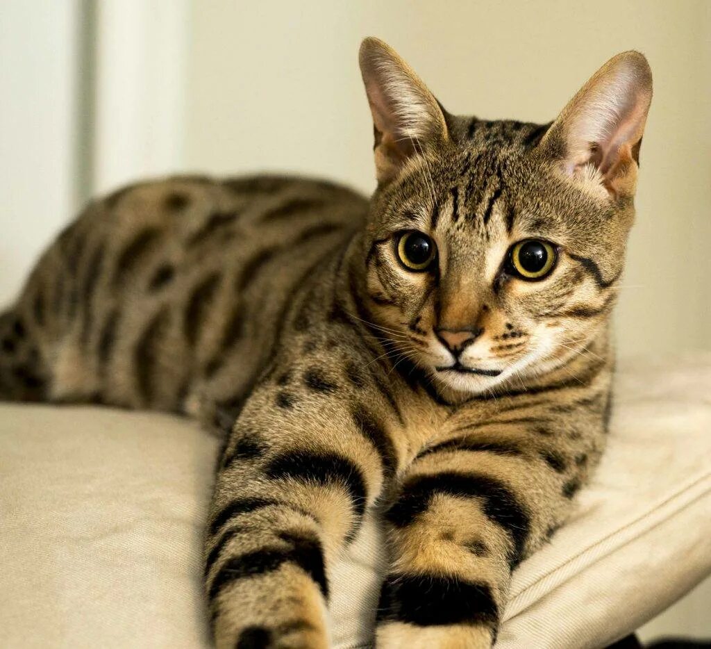 Гипоаллергенные коты. Порода Канаани. Саванна кошка. Канаани порода кошек. Абиссинская Саванна кошка.