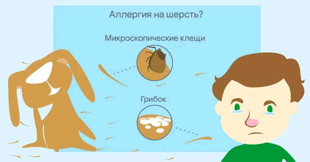 Симптомы аллергии на кошек: как определить и лечить патологию, меры профилактики