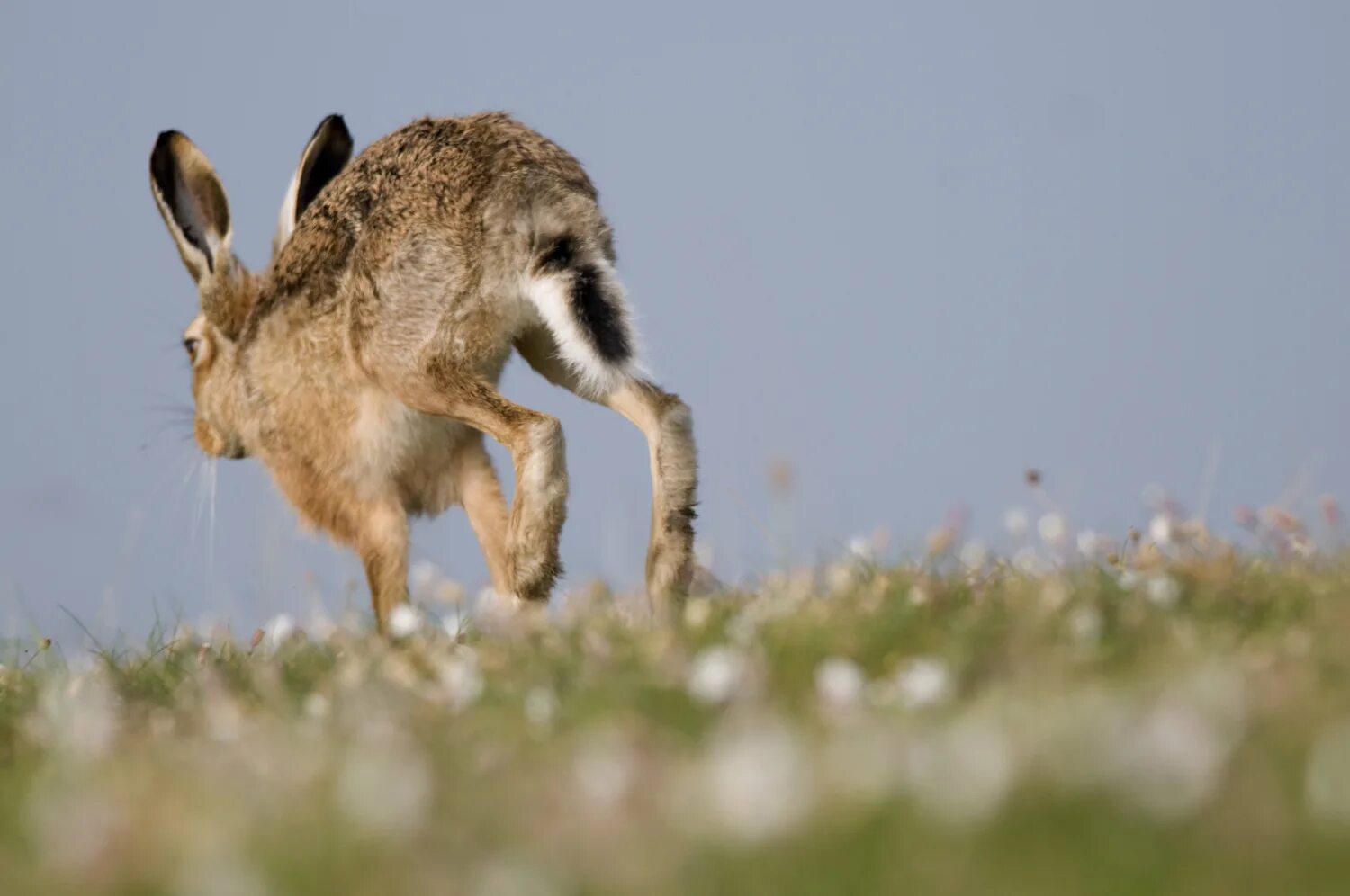 звук зайца. дикий заяц. какие звуки издают зайцы. говорящие зайчики. заяц.