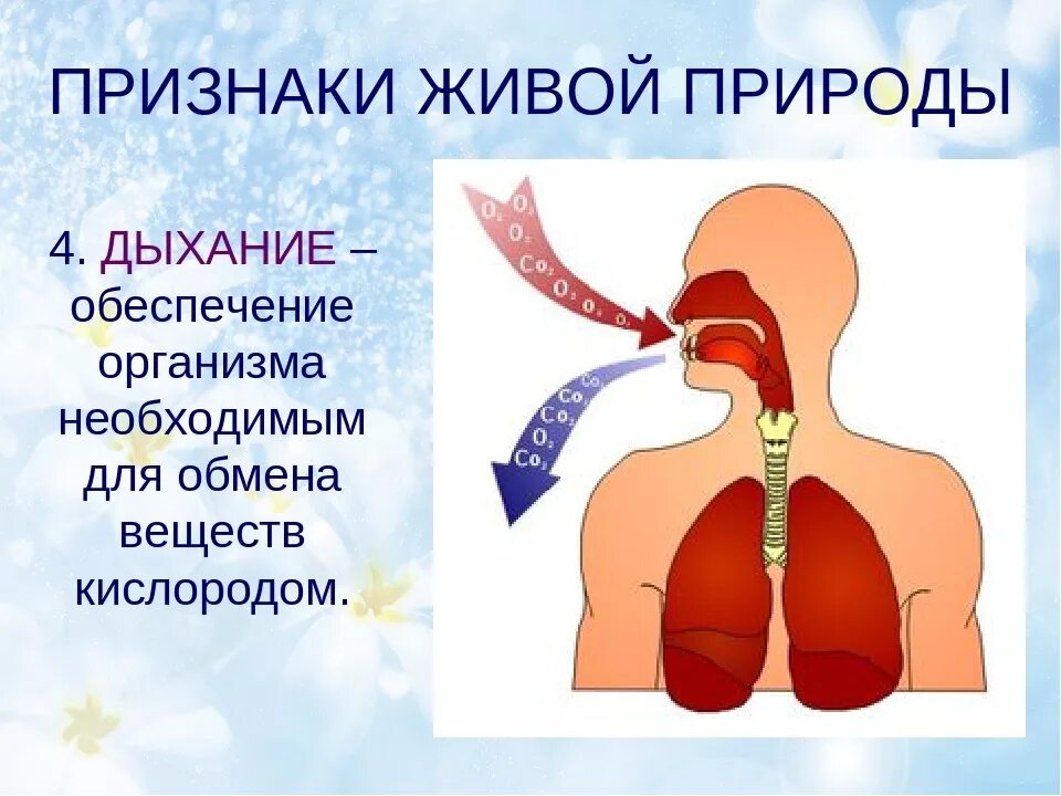 Нужен воздух чтобы дышать. Дыхание живых организмов. Дыхание свойство живых организмов. Дыхание это в биологии. Органы дыхания живых организмов.