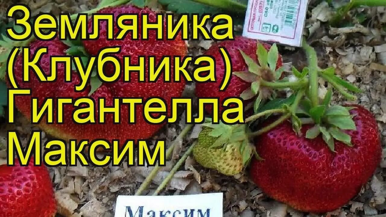 Рассада клубника Поиск Гигантелла 1 шт. - купить в Москве, цены в интернет-магаз