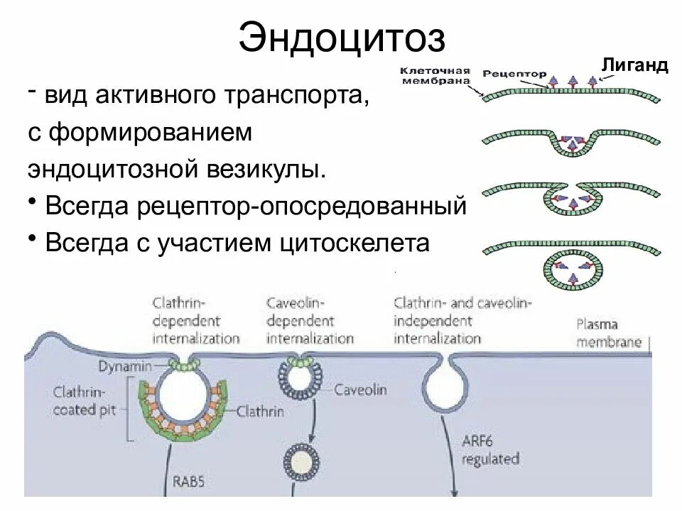 Фагоцитозный пузырек. Кавеолин зависимый эндоцитоз. Эндоцитоз опосредованный рецепторами схема. Эндоцитоз у прокариот. Эндоцитоз гистология.