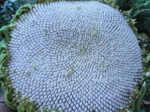Как выглядят белые семечки syflove: "sunflowers " Sunflower, Flowers, Seed pods