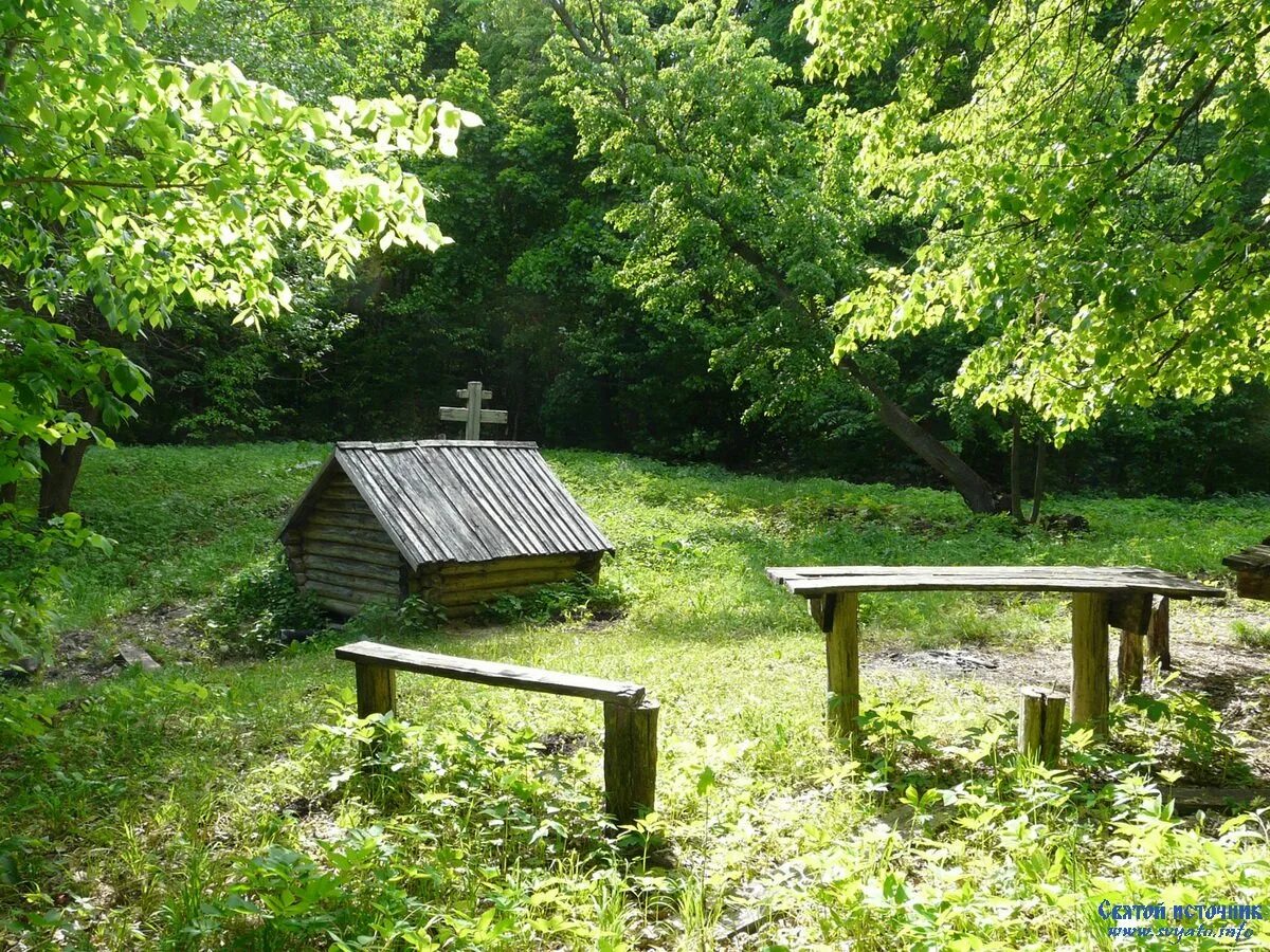 родник чаша мамайский лес. серебрянный ключ сцраж. лес после дождя с родником картинки. лесной родник. родники в лесу.