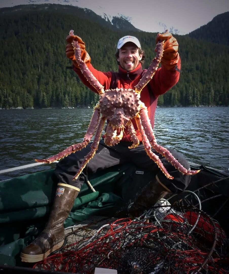 Большой камчатский краб. Камчатский Королевский краб. Alaskan King Crab Fishing. Глубоководный Камчатский краб. Камчатский краб живой.