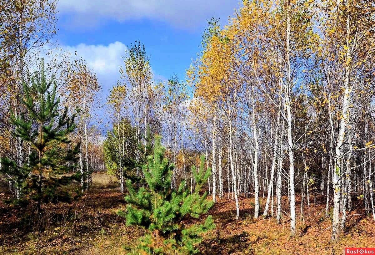 В мелколесье юные деревца