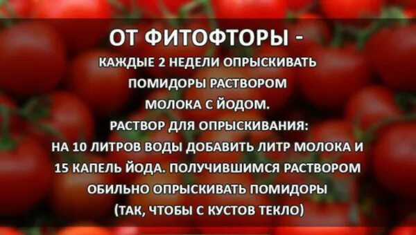 Полить рассаду помидоров марганцовкой. Опрыскивание помидор молоком с йодом и борной кислотой. Опрыскивание от фитофторы. Средство от фитофторы на помидорах в открытом. Подкормка помидор йодом.