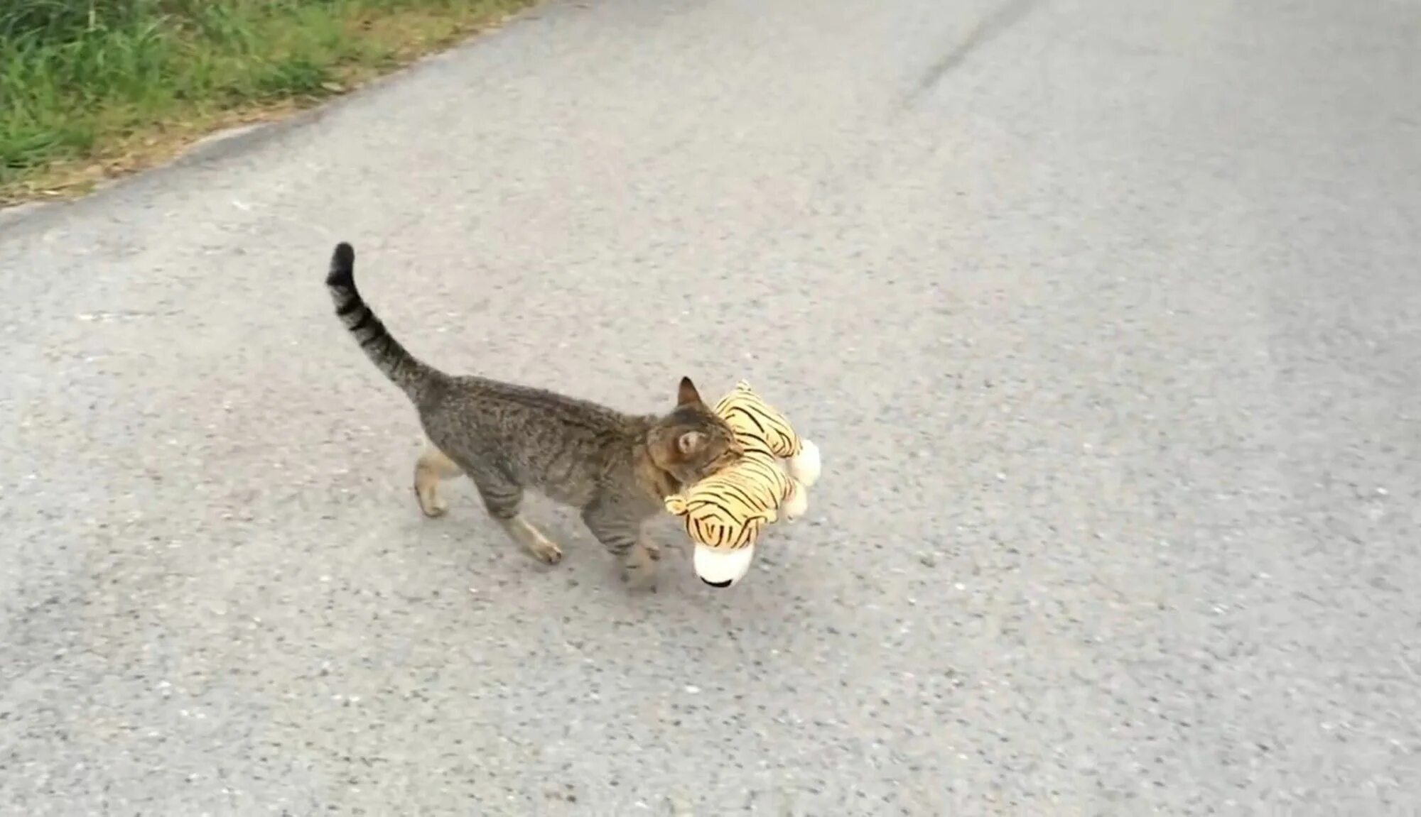 Украден котенок