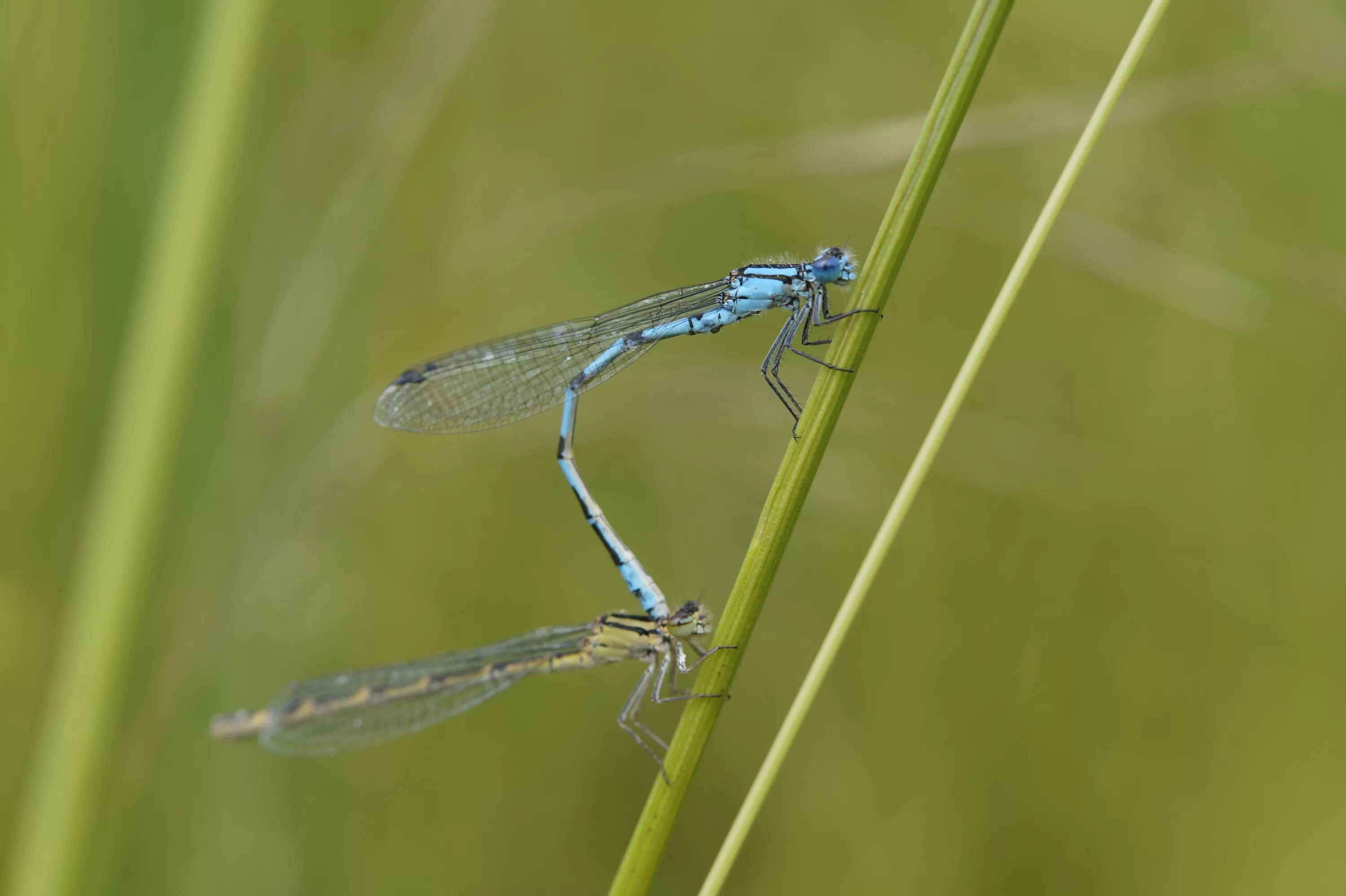 Красотка блестящая (calopteryx splendens). Стрекоза лютка самка самец. Строение дозорщик-император. Стрекоза самка. Стрекоза самка.