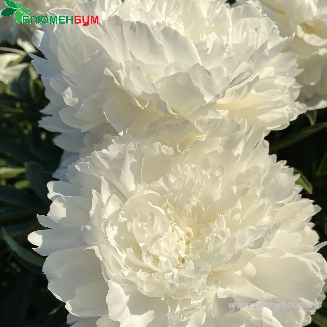 Luktpion Paeonia lactiflora 'Couronne d`Or' Sveriges Trädgårdsmästare