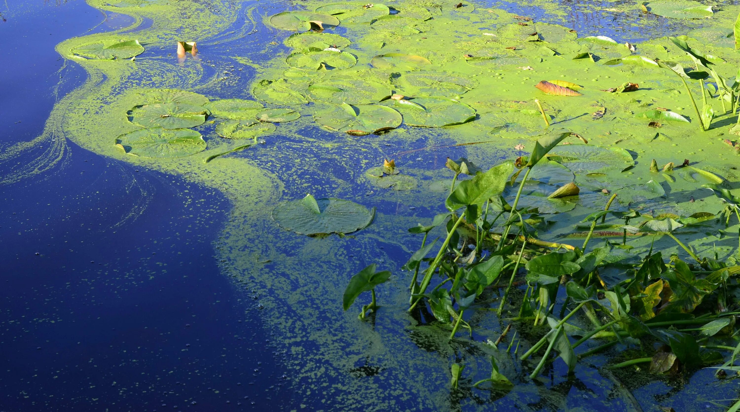 Цветение воды цианобактерии. Нейстонные водоросли. Эвтрофикация озер. Эвтрофикация воды.