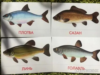 Рыба на п