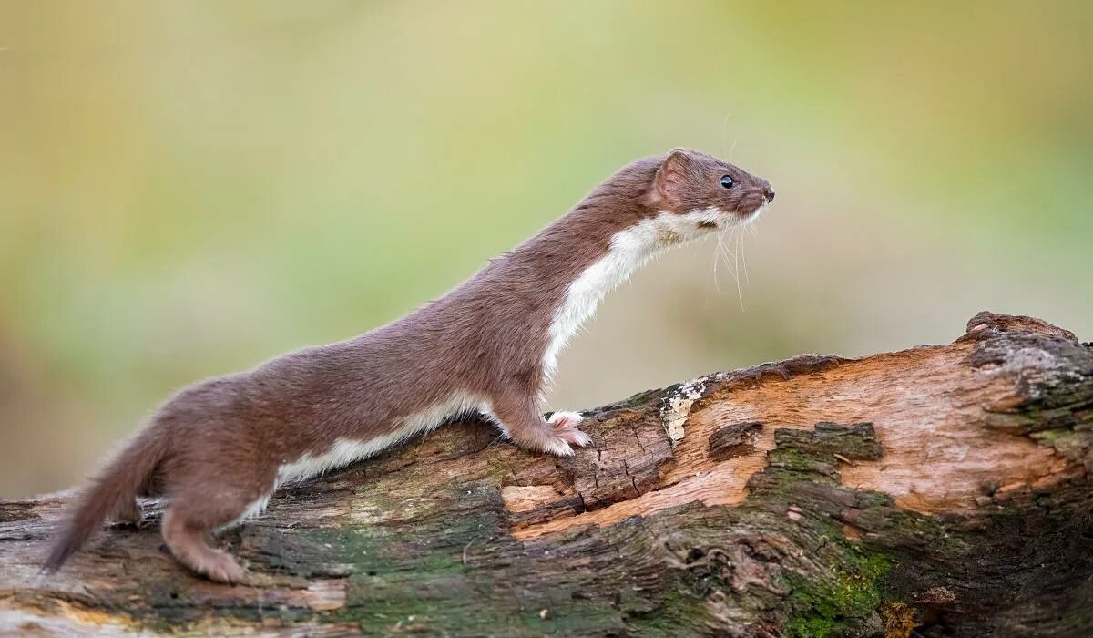 Ласка сайт. Mustela nivalis. ласка обыкновенная (mustela nivalis). горностай (mustela erminea). ласка mustela nivalis linnaeus, 1766.