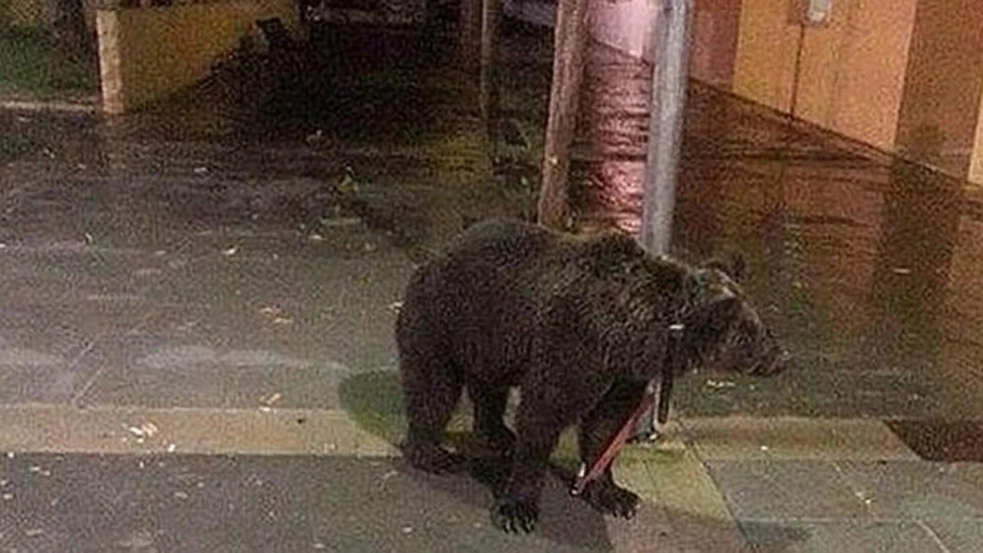 Собака привела медведей к хозяину. Бар медведь. Медведь на улице. Полицейский привязанный к медведю. Квартальный привязанный к медведю.