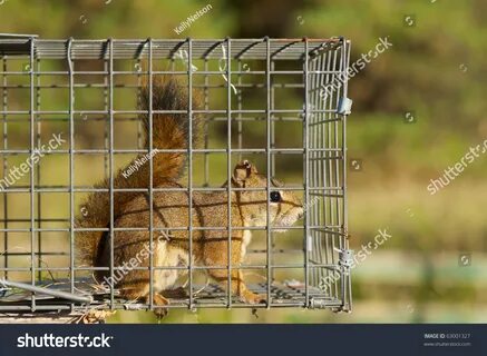 Wildlife services