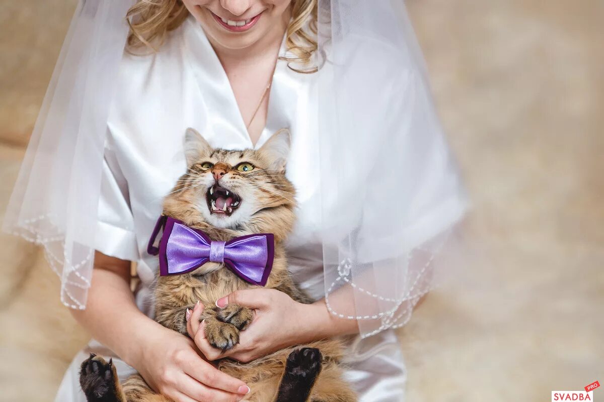 Кошка выходит замуж. Кот жених. кошка невеста. кот на свадьбе. свадебные коты.