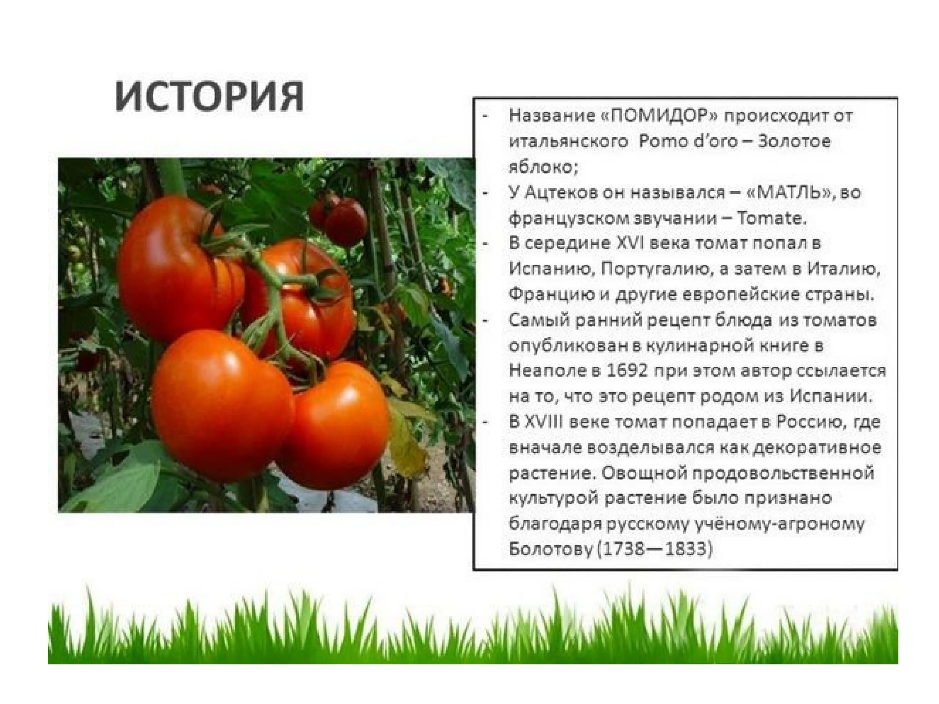 В каких предложениях описывается внешнее строение томата