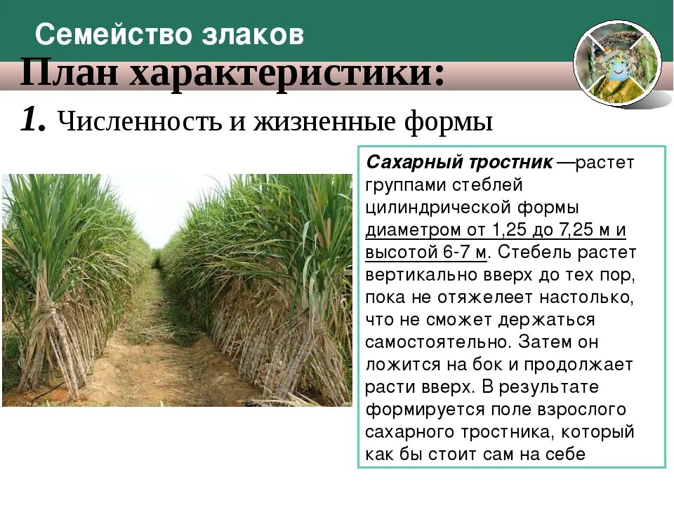 Значение тростника