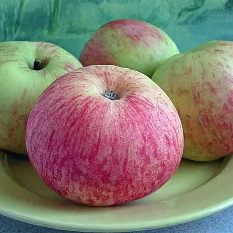 Яблоня Спартан. Ароматные сорта яблок
