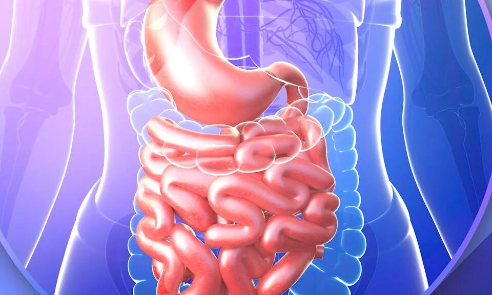 Проблемы с желудком и кишечником. ЖКТ человека. Желудочно-кишечный тракт человека. Органы ЖКТ. Заболевания желудочно-кишечного тракта.
