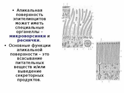 Строение ресничек и микроворсинок