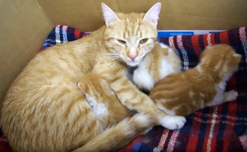 Кошки разговаривают видео. Кошка разговаривает с котятами. разговор с кошкой видео. кошка патрисия и котята. мама кошка и ее котята видео.
