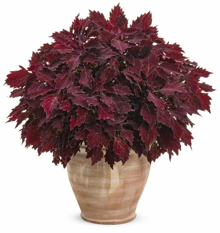 Как называется цветок бордовый лист. Колеус марун. Соленостемон колеус. Колеус Cantigny Royale. Колеус Коверд черри.