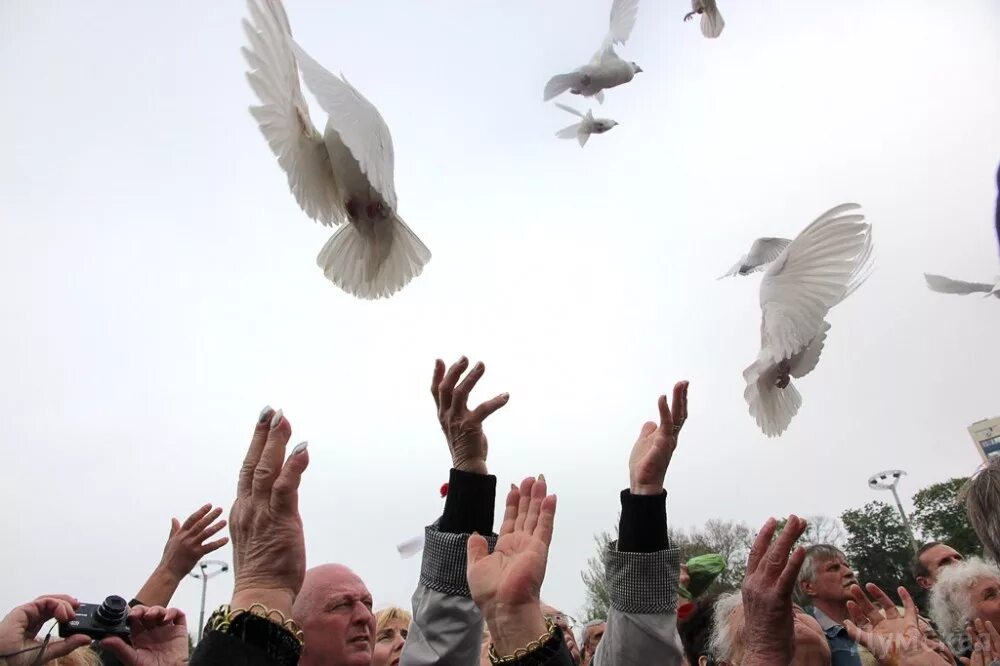 Выпускают голубей в небо. Белый голубь в руках. Голуби в небе. Запуск голубей.