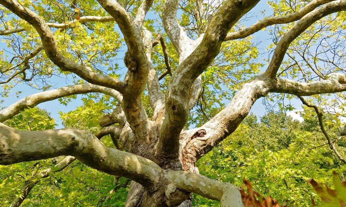 Just tree