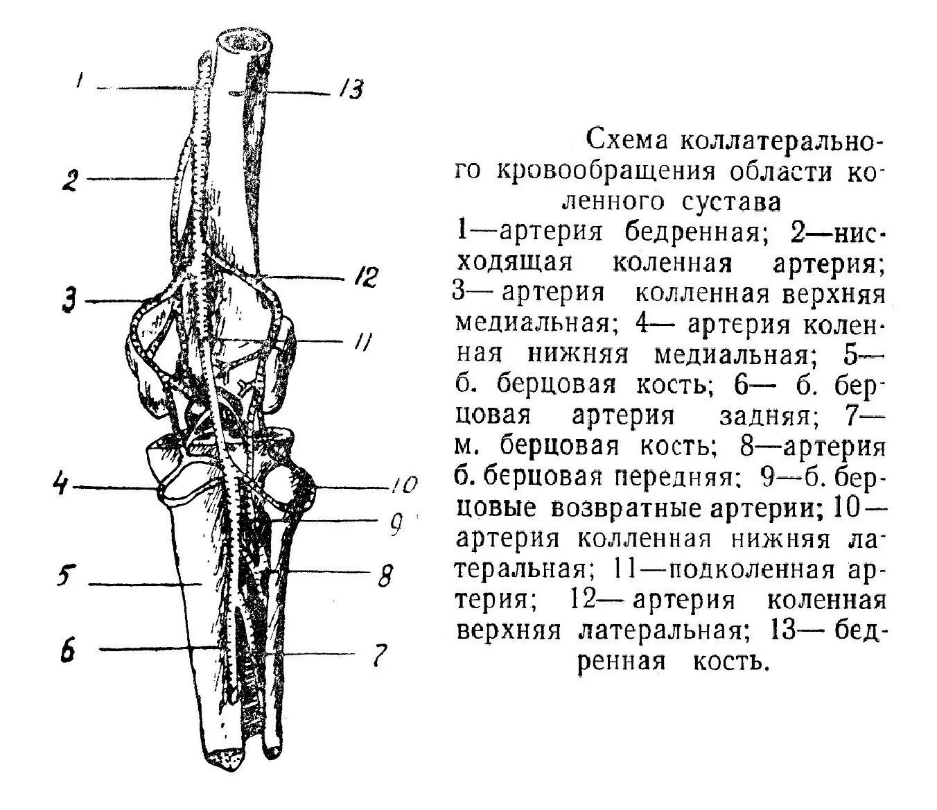 Значение коллатерального кровообращения