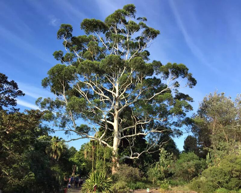 Эвкалипт встречается в австралии. Eucalyptus grandis. эвкалипт в австралии. эвкалипт в саванне. эвкалипты в тасмании.